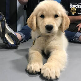 how to train a comfort dog