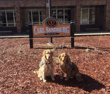 comfort dogs visiting school following suicide discussion