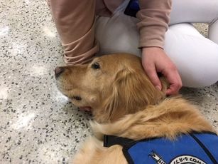 comfort dog giving comfort following school shooting