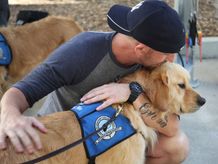 comfort dog golden retriever comforting thousand oaks california resident