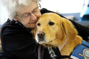 Happy senior petting a beautiful golden retriever dog