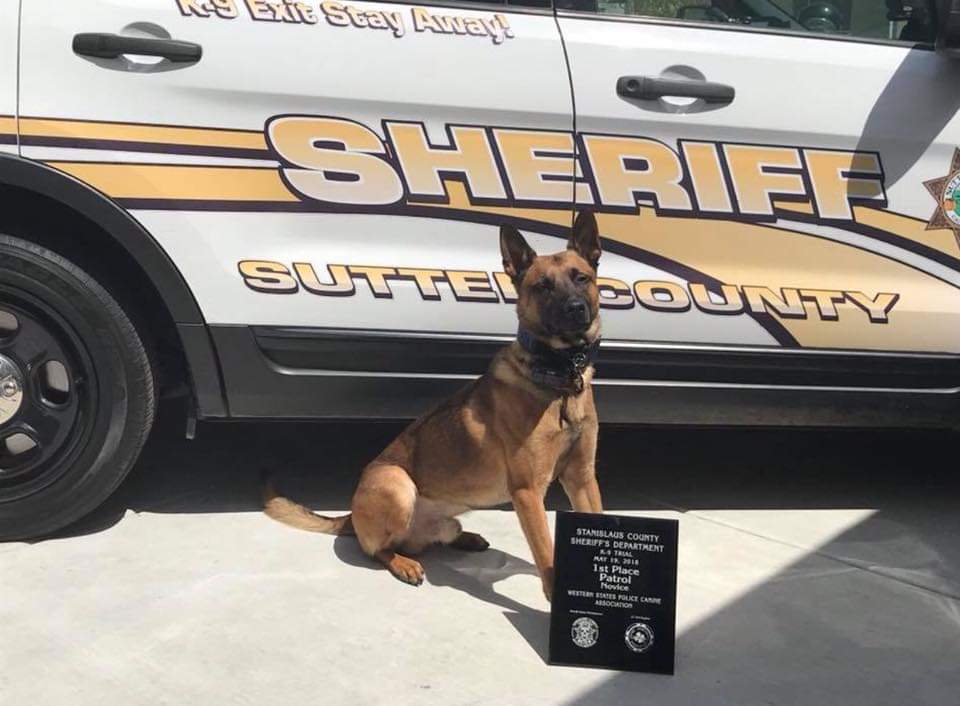 K-9 Officer Who Was Killed in the Line of Duty