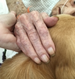 hand petting a golden retriever comfort dog